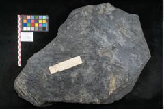 Foto (Objekt + Etikett) von Sigillaria subrotunda Brongniart (NHMW-GEO-2024-0188-11235)